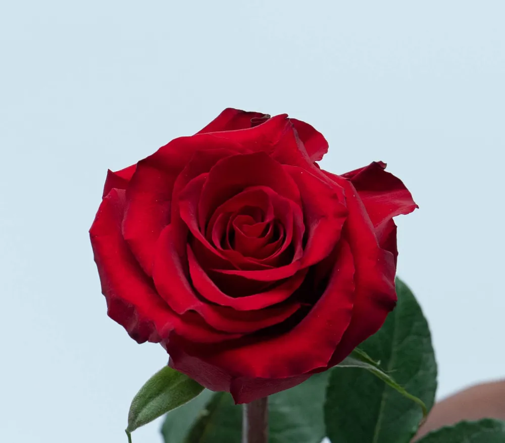 Ever Red roses grown by Kikwetu