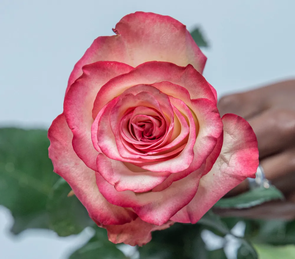 Paloma roses grown by Kikwetu