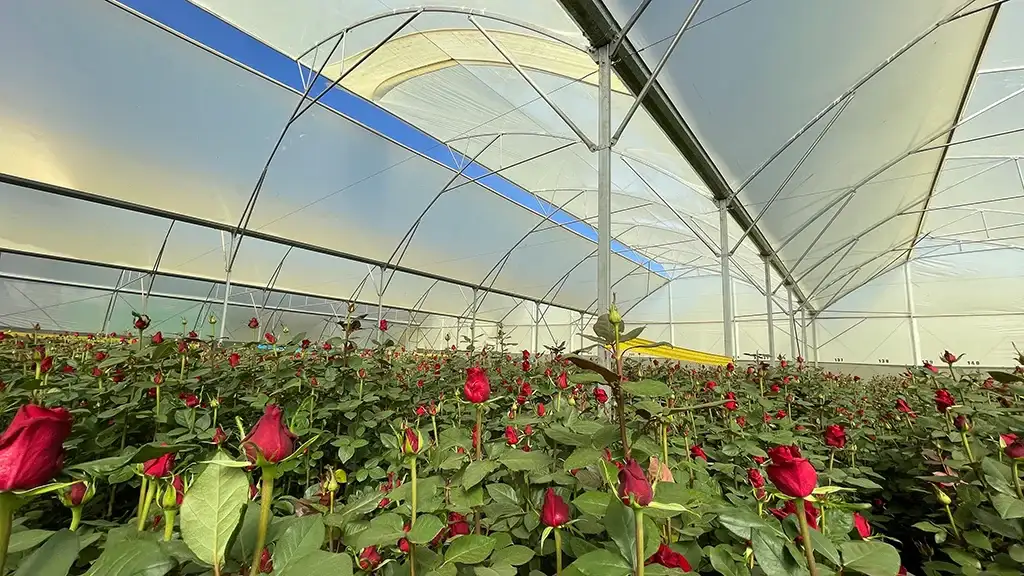 Roses growing in a Kikwetu greenhouse