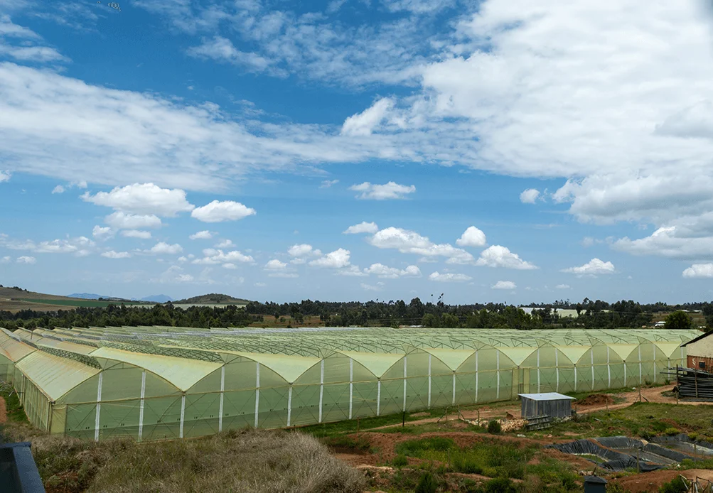 Kikwetu Flowers farm in Timau