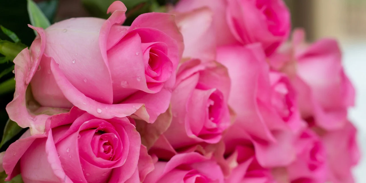 Pink Kikwetu roses