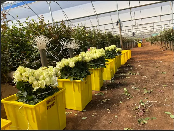 Kikwetu Flowers Ready for export