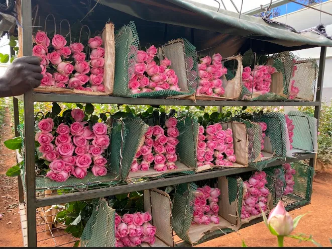 Fresh Revival roses ready for export