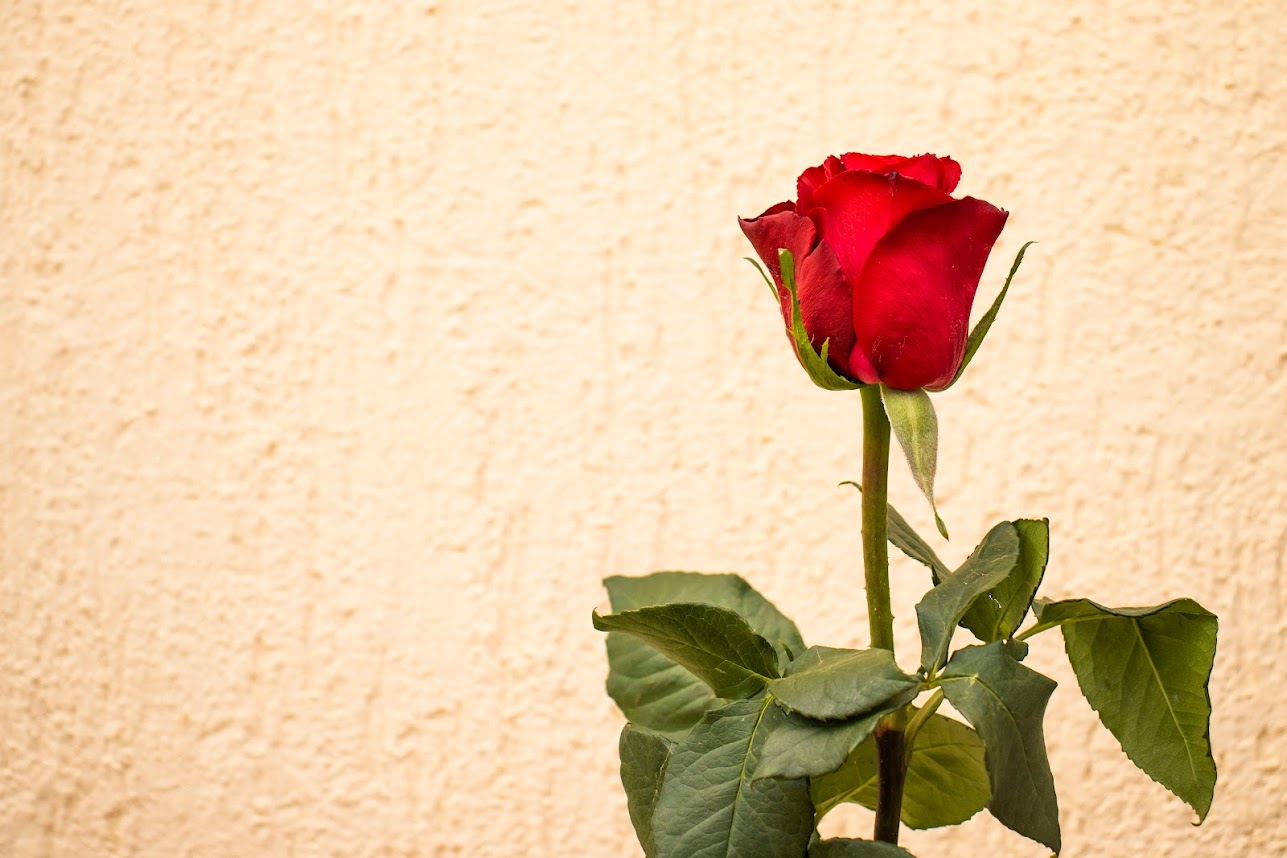 The Fascinating History of Kenyan Rose Farming and Exports - Madam Red