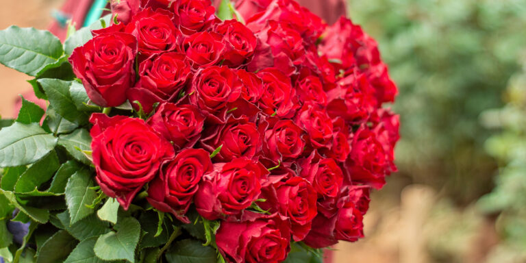 Kikwetu flowers Ever red Header