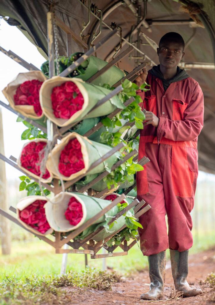 sorting roses after harvesting