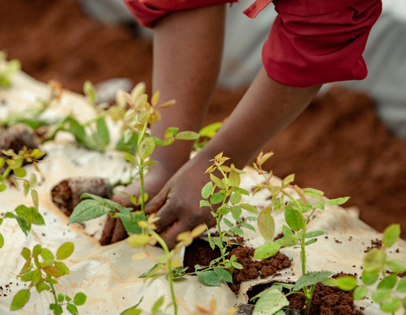 Sustainable Farming