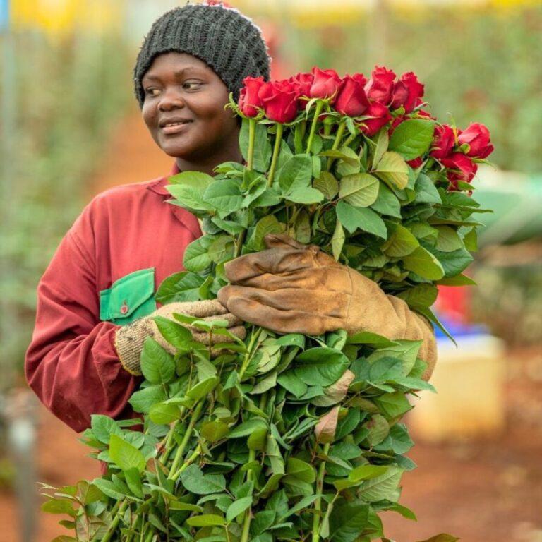 Long stem roses