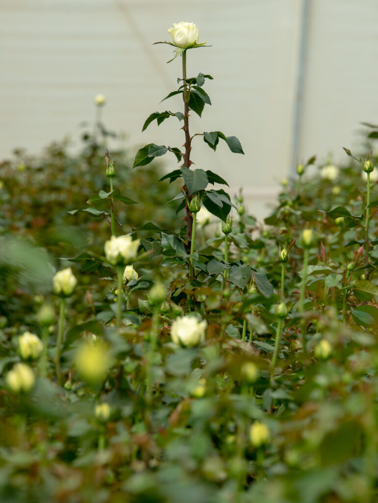 flower farm in kenya