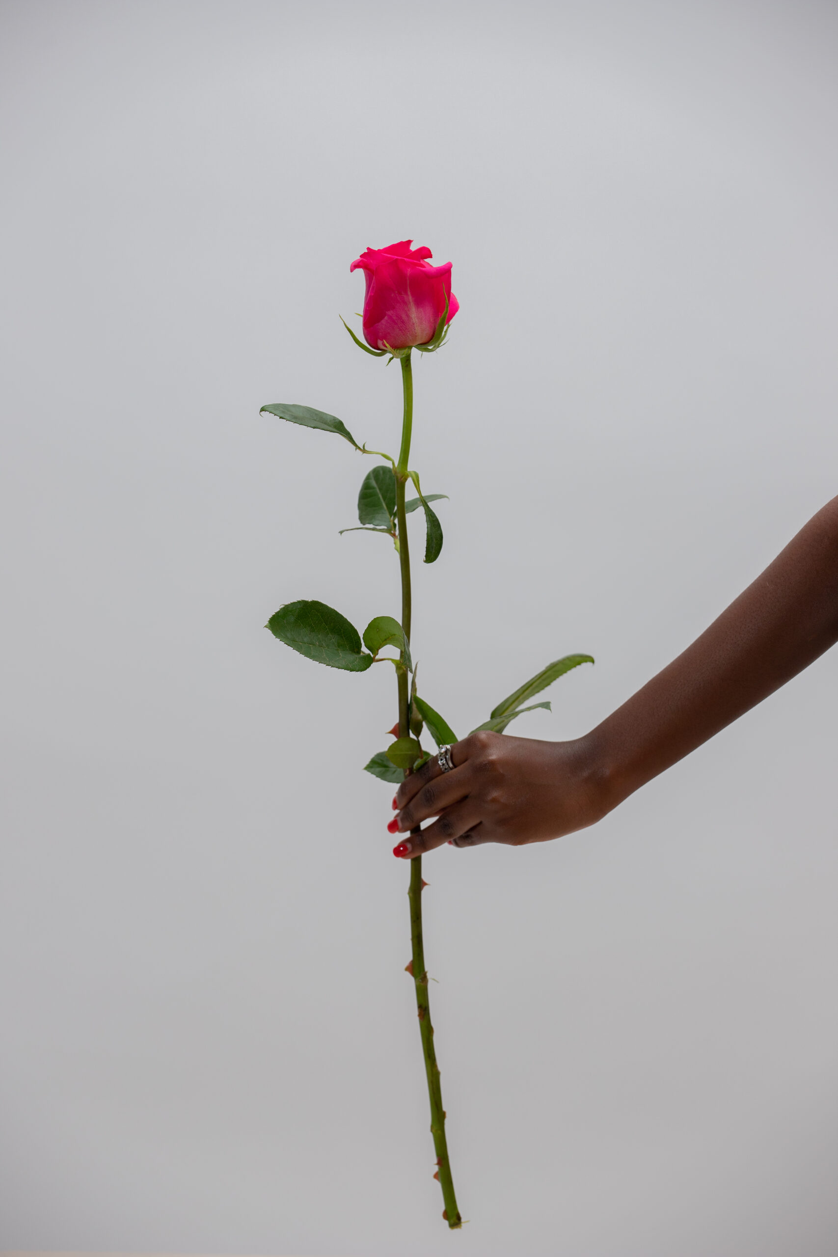 Long stem roses