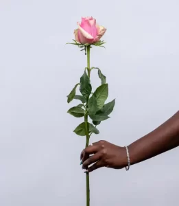 Kikwetu Athena Royale Roses